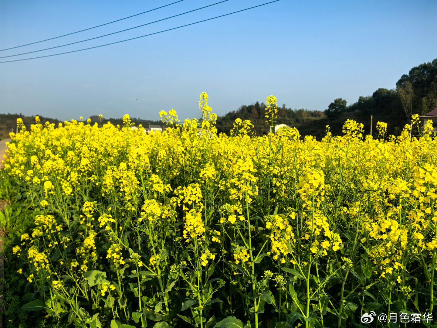 路边家花。春天的浪漫是花花给的