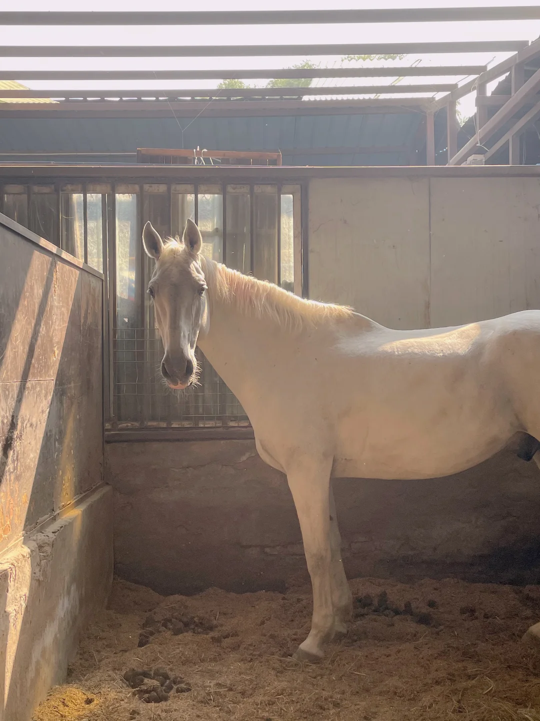 今天早起拍到的喜欢的照片[氛围感R]阳光☀️小马🦄️好天气🧣
