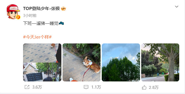 张极凌晨下班也要遛狗 这就是养狗人的心酸吗张极外出拍物料凌晨下班也要遛狗，啵啵跟