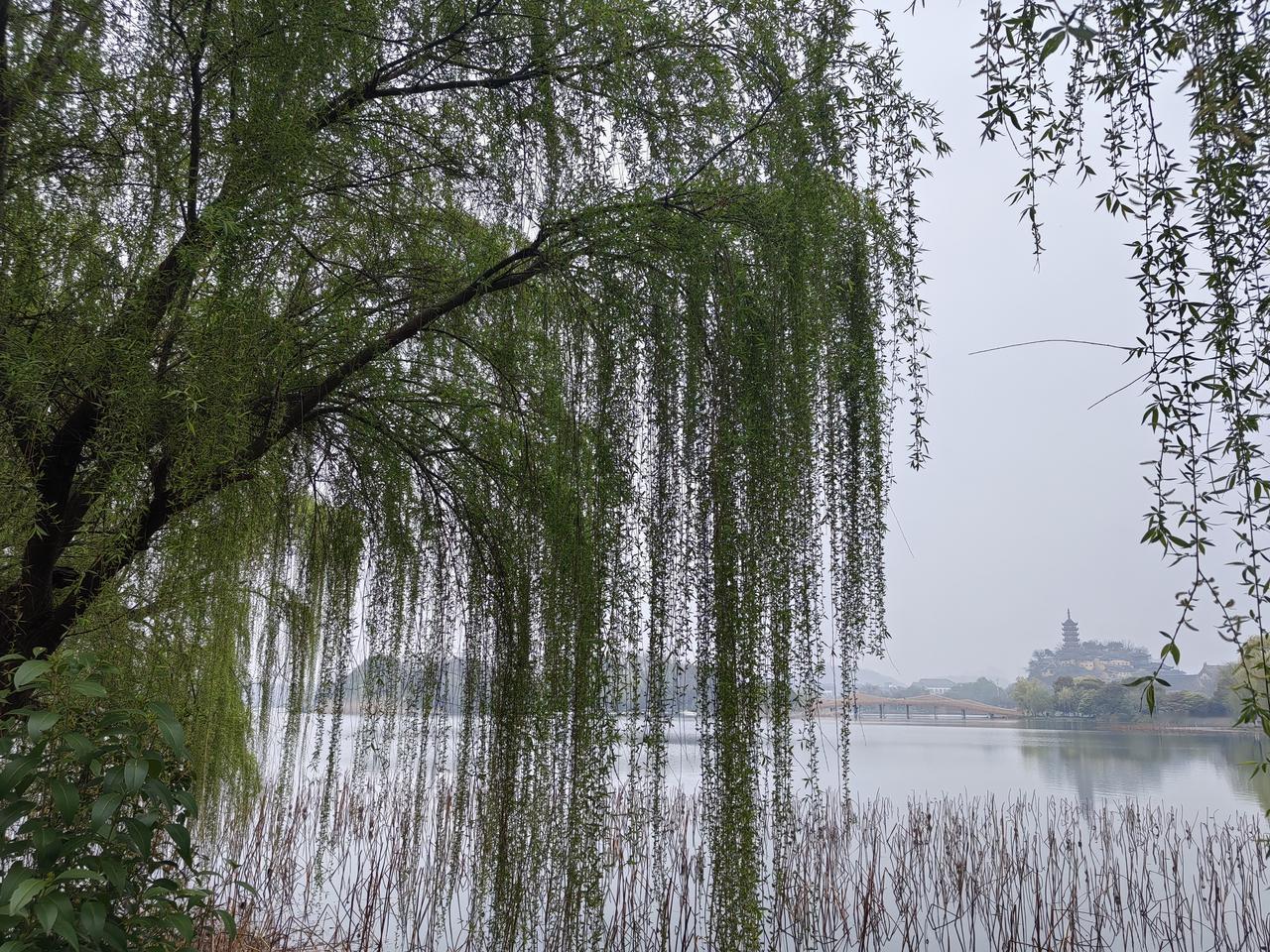 春日生活打卡季