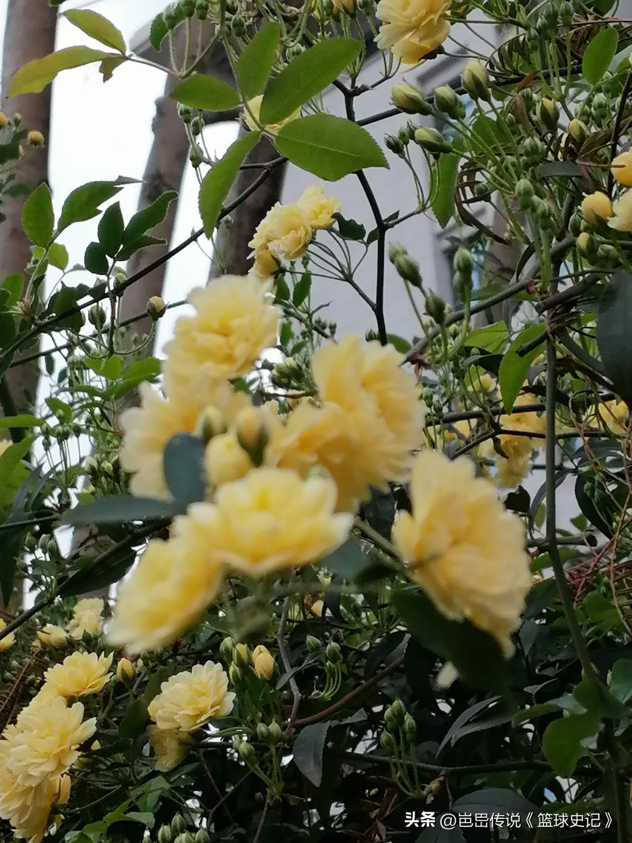 随手一拍分享最美的花