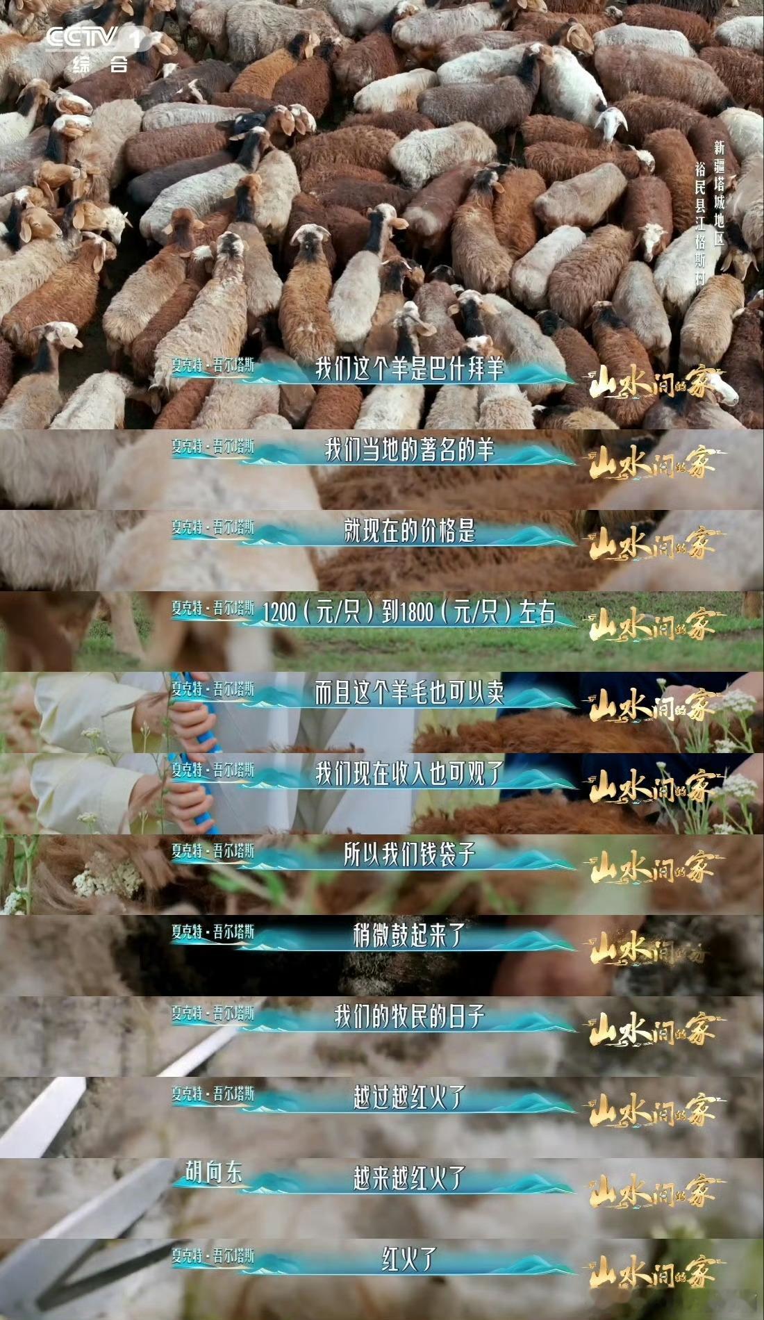 剪羊毛有多解压看剪羊毛真的莫名解压，咔嚓咔嚓像给小羊换发型，巴什拜羊毛茸茸的太乖