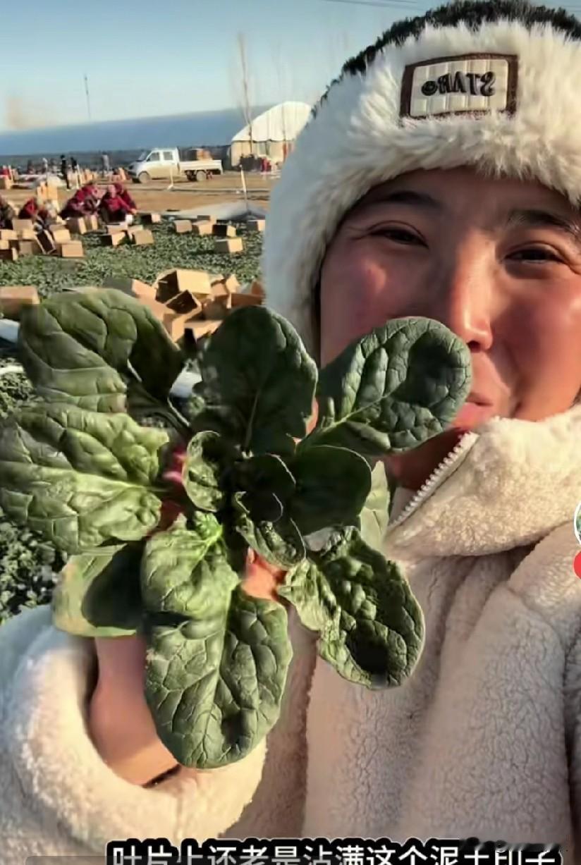 什么趴地菠菜？就是吃激素菜吃多了。
河南的趴地菠菜为什么火了？而且还身价暴涨？