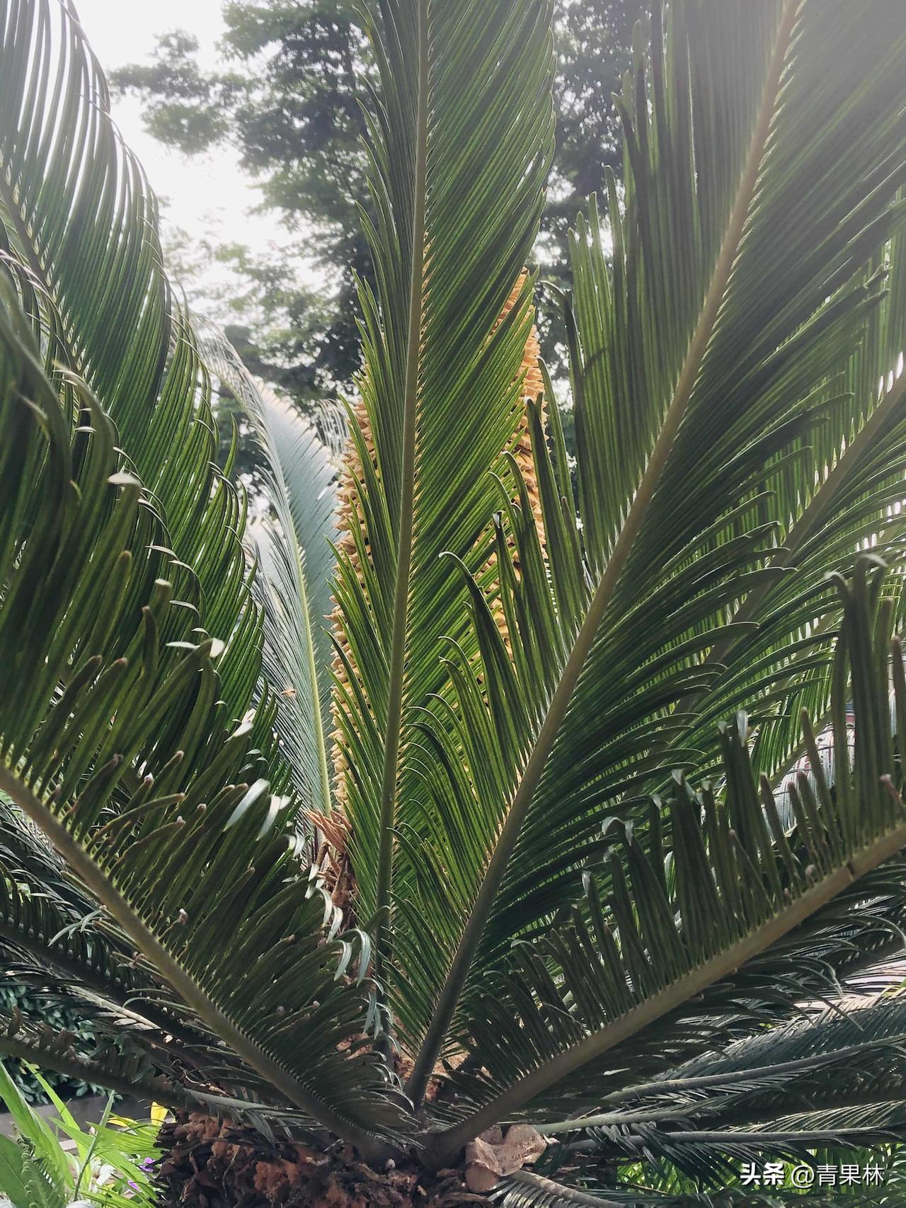 闲来在小区里随处逛逛，随手拍下各色花草。铁树长青已开花，向日葵迎着阳光灿烂明亮，