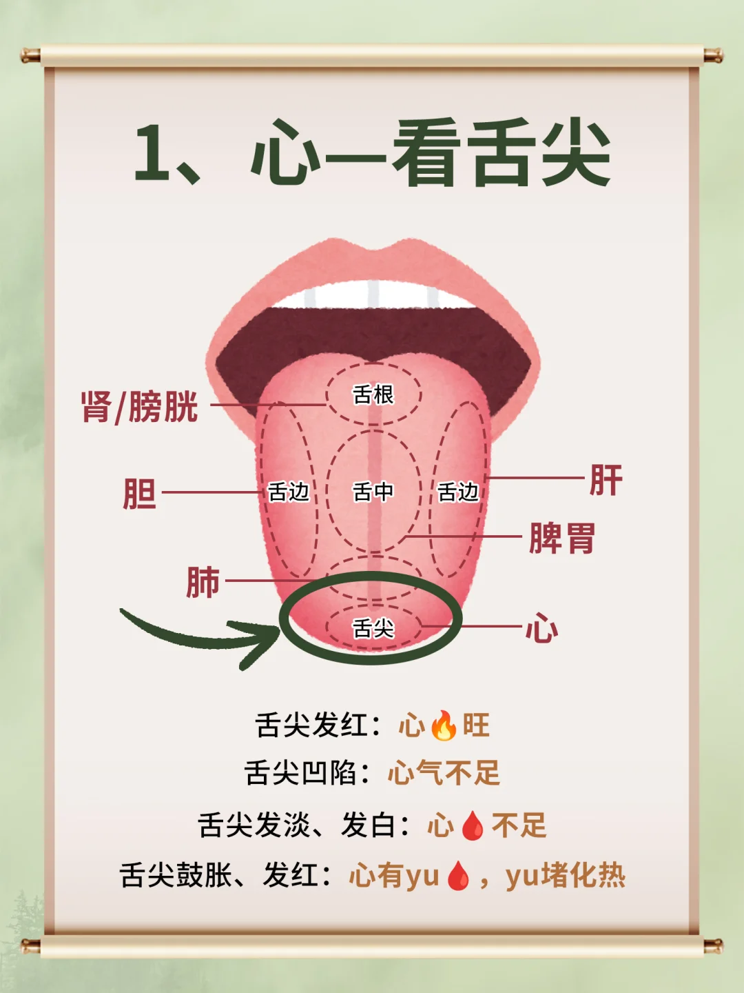 中医舌诊看五脏❗️心看舌尖，肝看舌边……