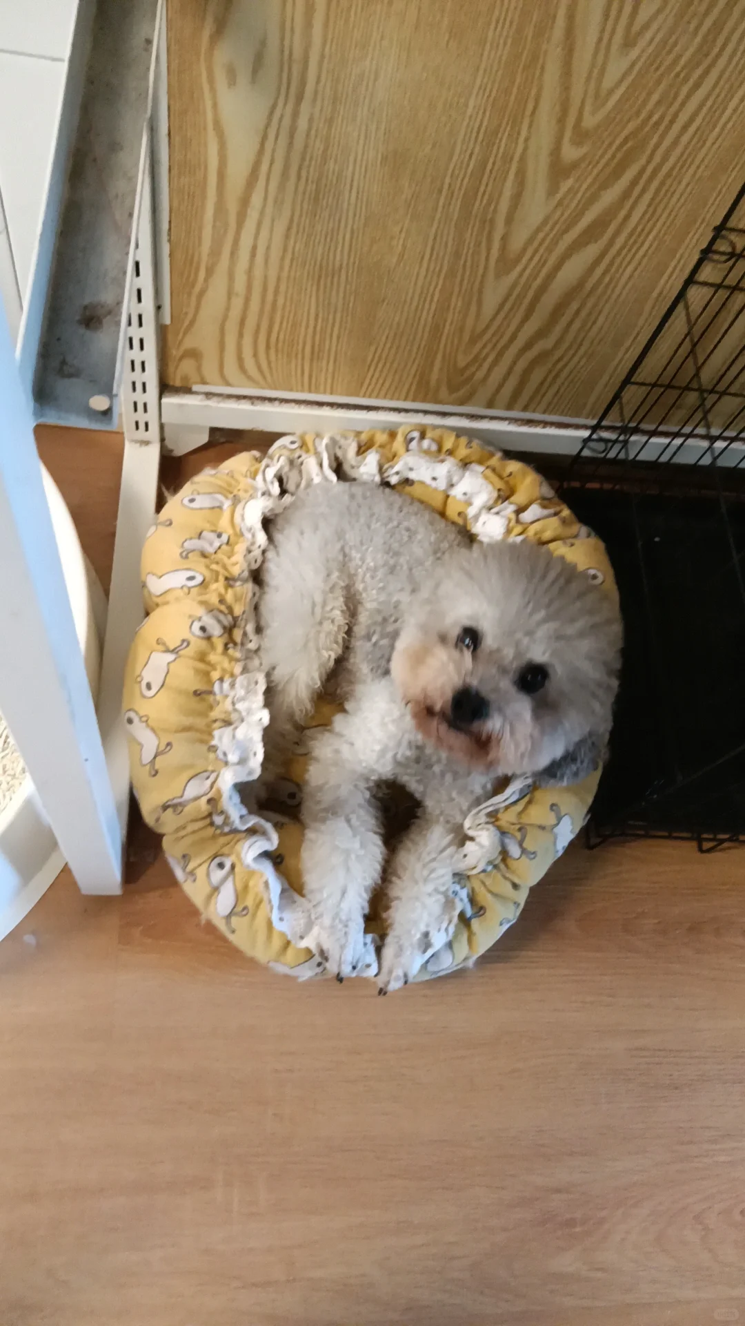 在南宁 无偿领养 🐶