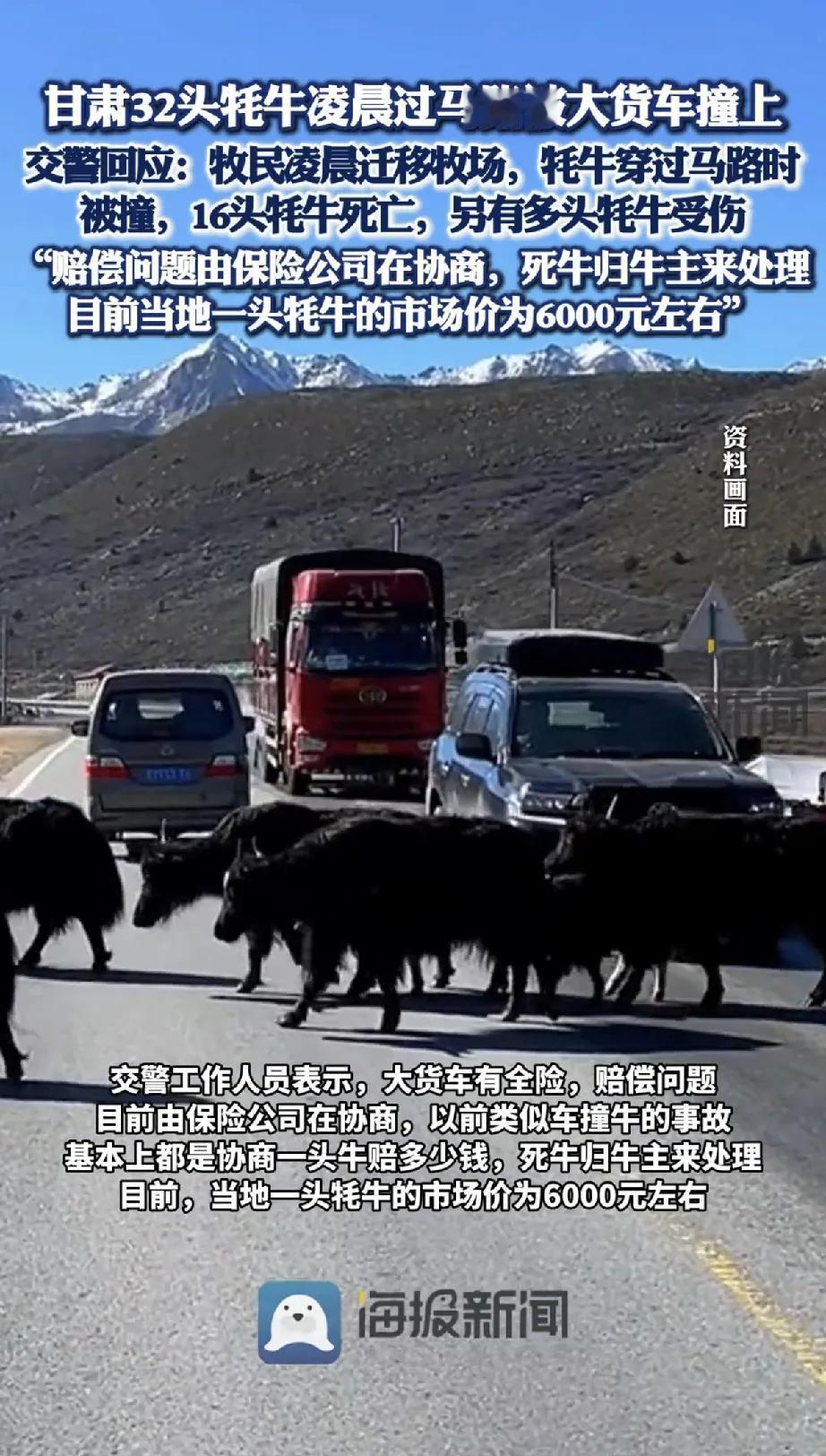 在正常行驶的公路上，大货车撞死16头牦牛，还有多头受伤，交警回复一头赔偿6000