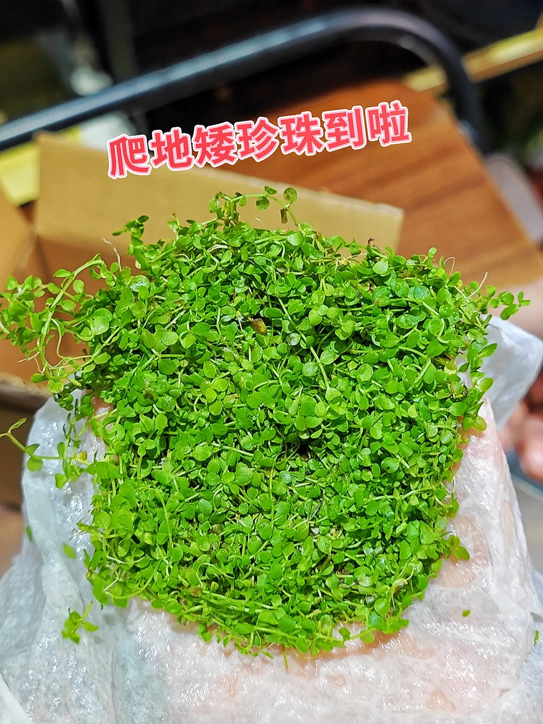 新手造景神器：无需专业技巧！爬地矮珍珠易活好养，贴底疯长形成翠绿“草坪...