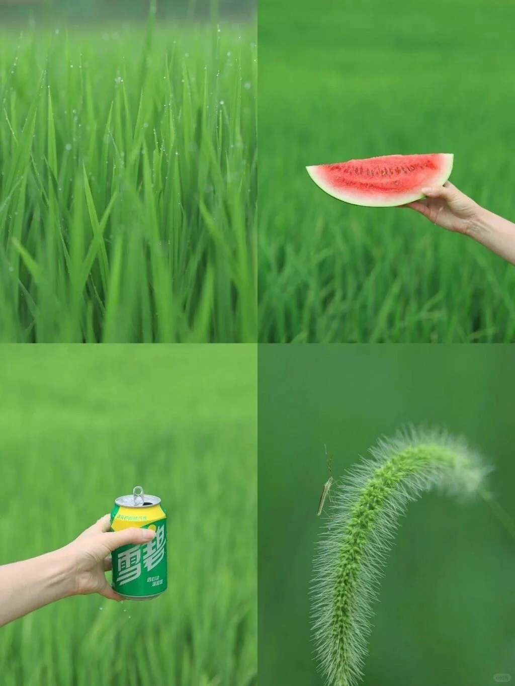 影像与想象/我的生命是潮湿绿意交错🌿