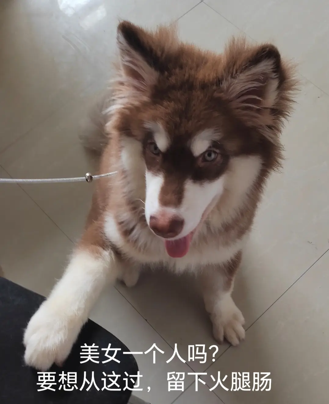聪明小狗会自己上厕所啦！！！emmm怎么不算小狗呢😍