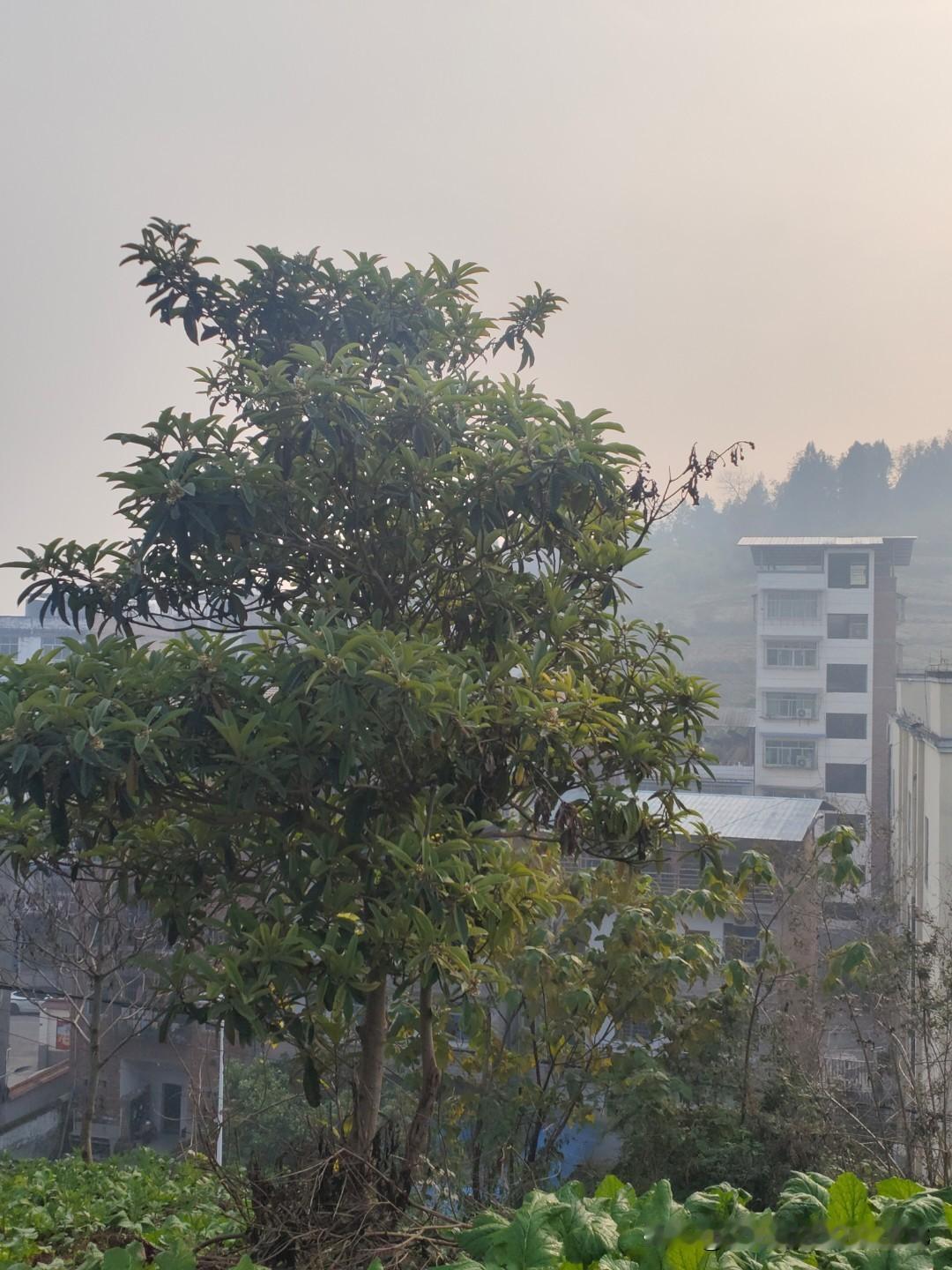今年这冬天，感觉嗖的一下就过去了，都没咋冷。俗话说“三九四九冻破石头”，可今年“