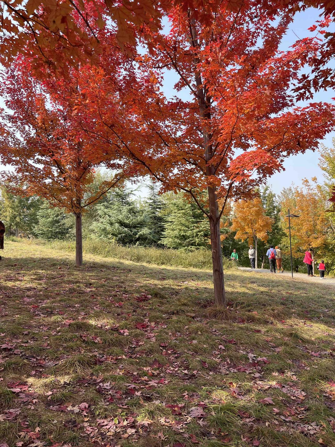 北京的一年四季中,哪个季节美?必属秋天呀！北平的秋，便是人间天堂。家门口附近的一