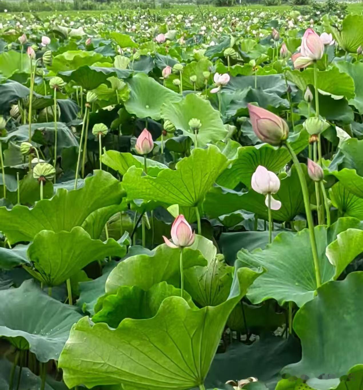 映入荷花别样红，一个个大圆盘屹立池塘中，粉糯的莲子大丰收