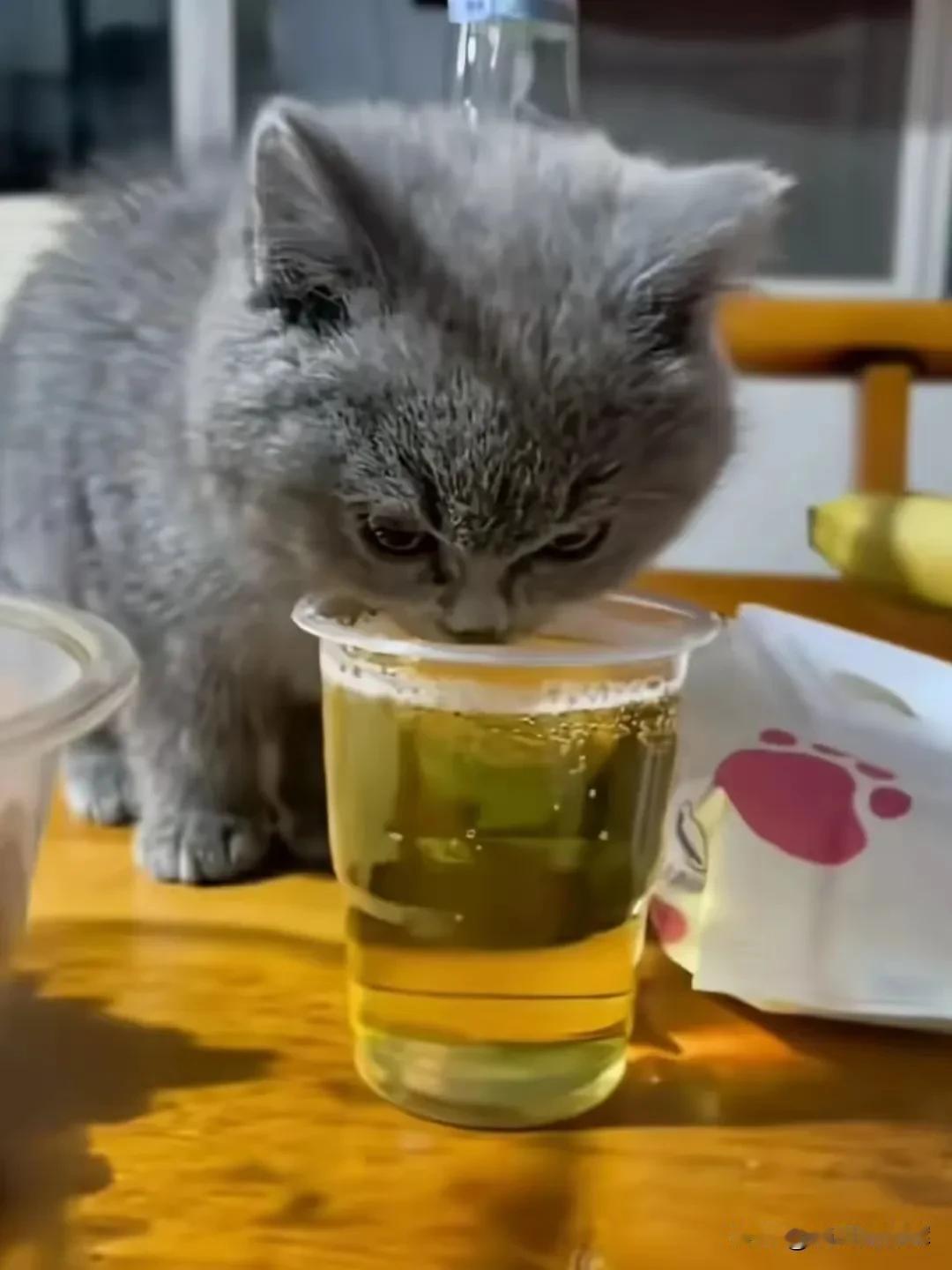 小猫喝醉了