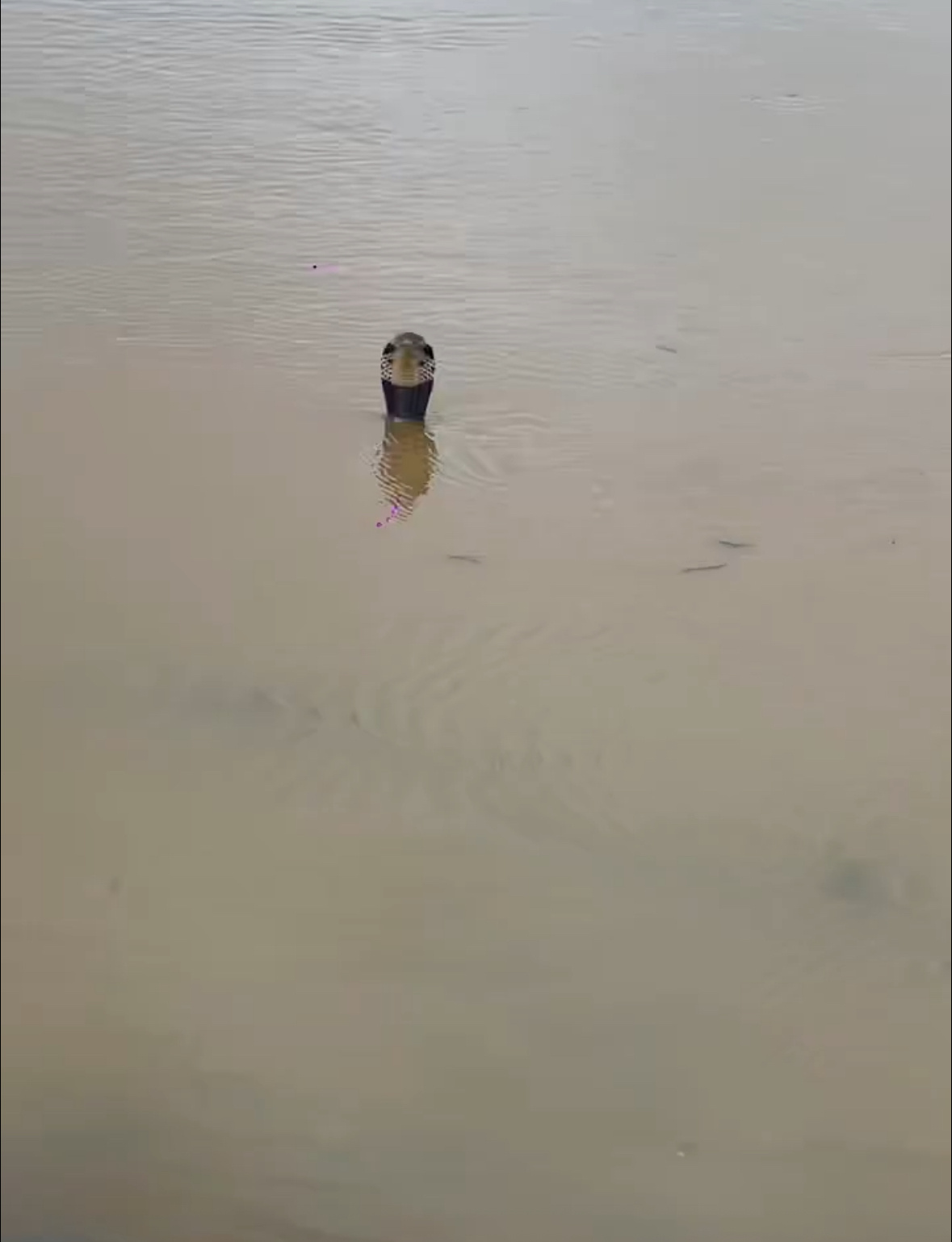 洪水致养蛇场蛇逃出有眼镜蛇广西 蛇场 我的娘啊水里全是蛇 躲完洪水还有第二关 广