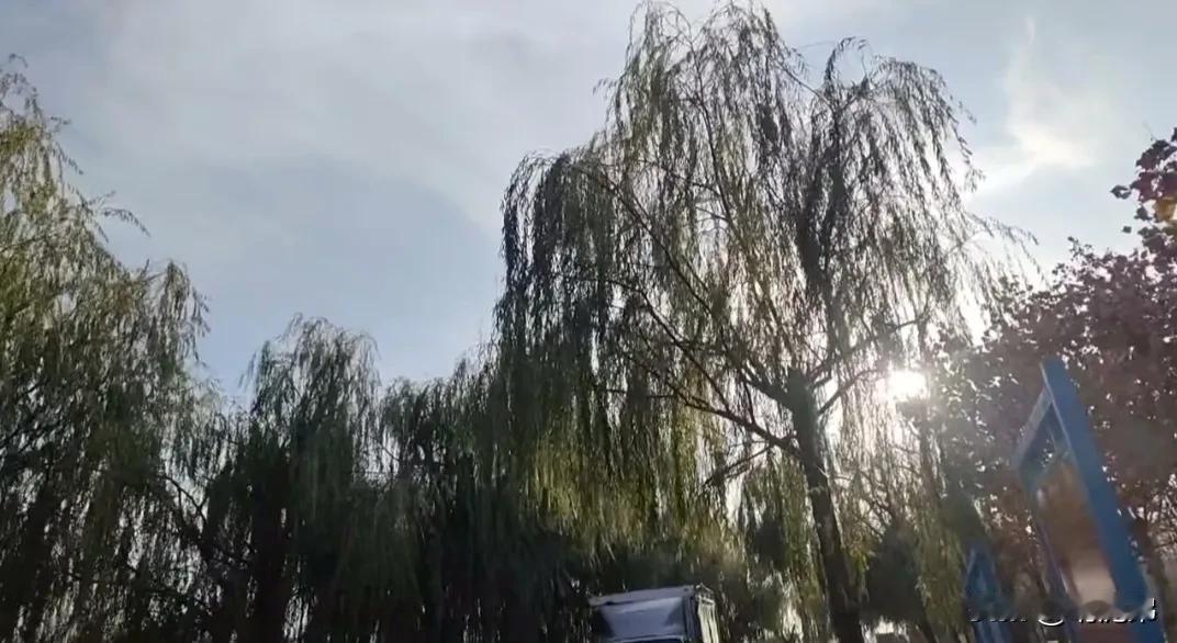 阳光洒在垂柳上，光影交错，如诗如画。🌞🌿随手拍初冬景色 冬阳柳树黄了