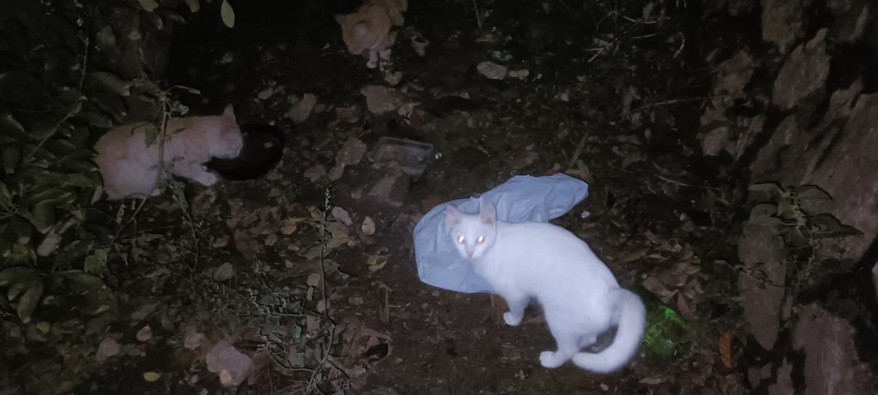 喂完垃圾站流浪猫，我又赶往偏远山区的厂里，小橘猫和小奶牛猫不见踪影，估计又被猫霸