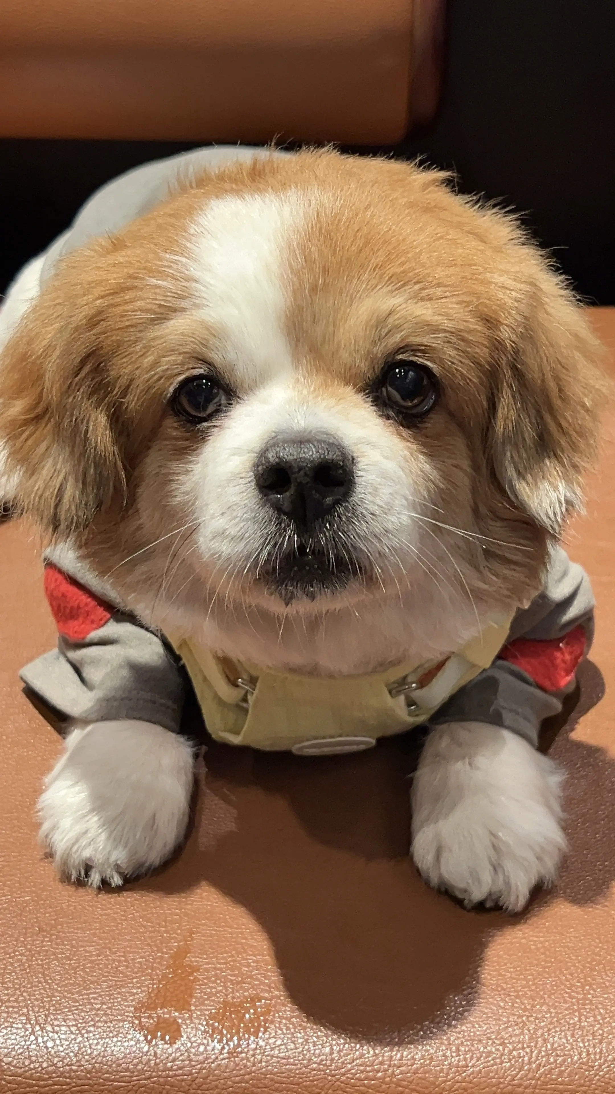 🐶：比我萌的没我坏。