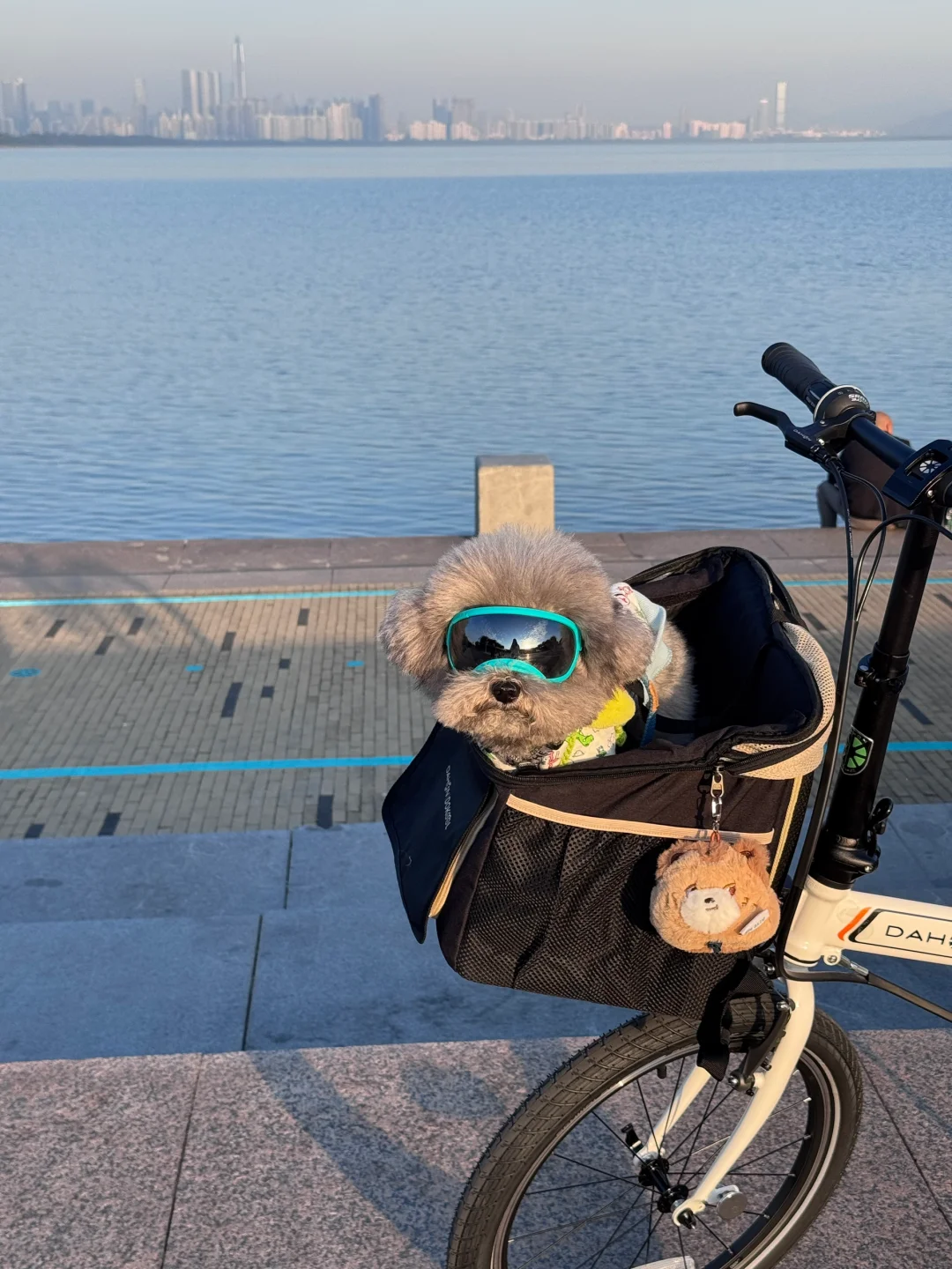 带多比去公园兜风🚲