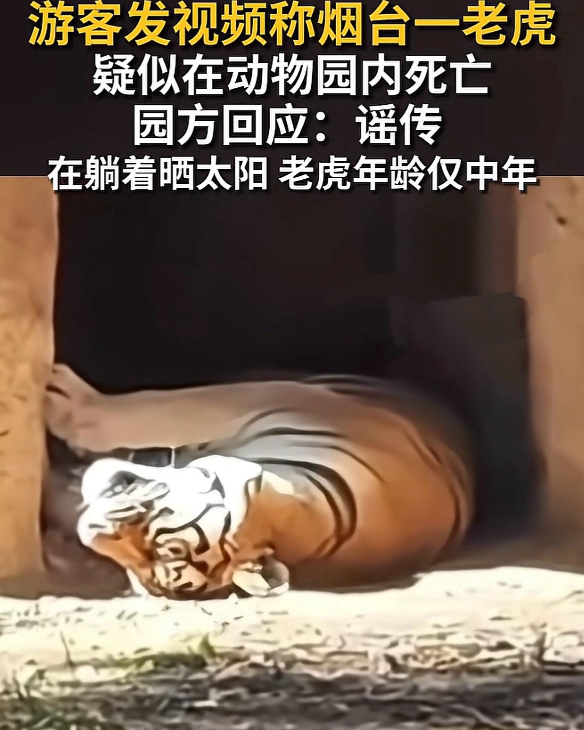 山东烟台，南山公园一只老虎躺在地上，被游客疑似已经噶了，园方回应了：人家是在晒太
