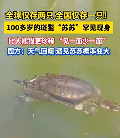 太惊喜了！国内独一只的百岁斑鳖苏苏，终于结束冬眠出来晒太阳吐泡泡了！
这只活过百