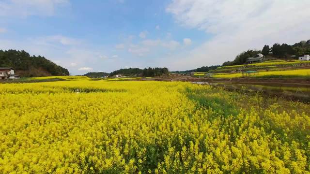 #攻略教程视频激励# 来帅府粮仓赴花海之约！油菜花大片盛开，吃柴火鸡、露营火锅、围炉煮茶，满满治愈感
