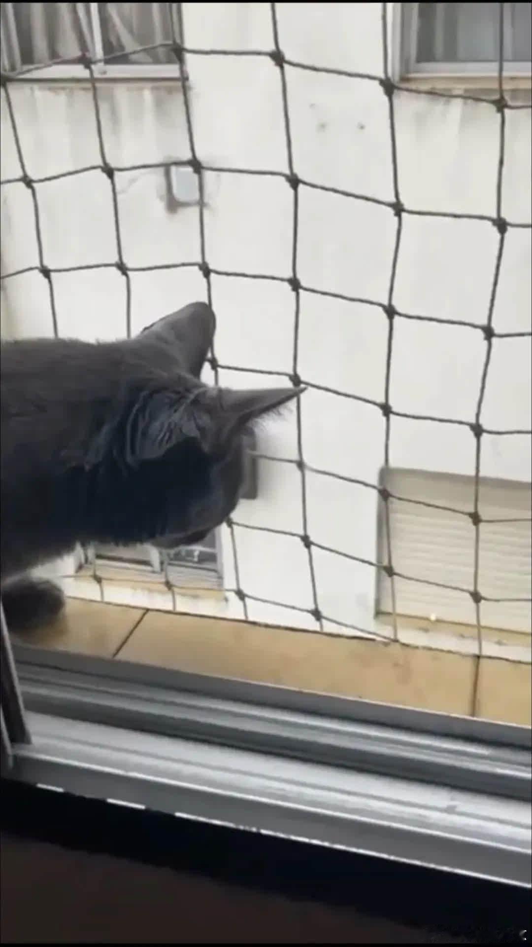 我的猫好像网恋了……萌宠宠物