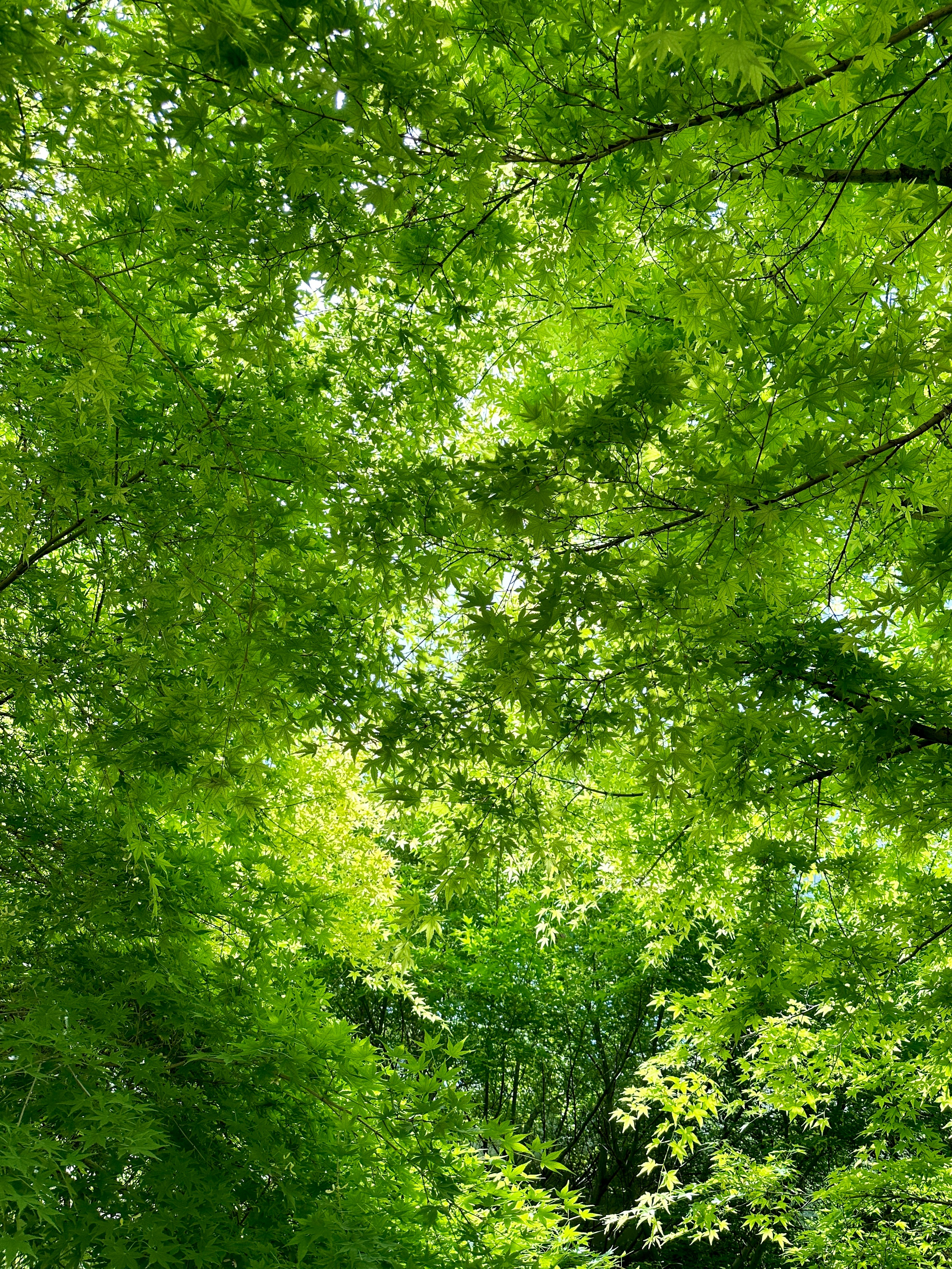 每一次抬头我都感受到了幸福感受到被生命力包裹的感觉📝 南京