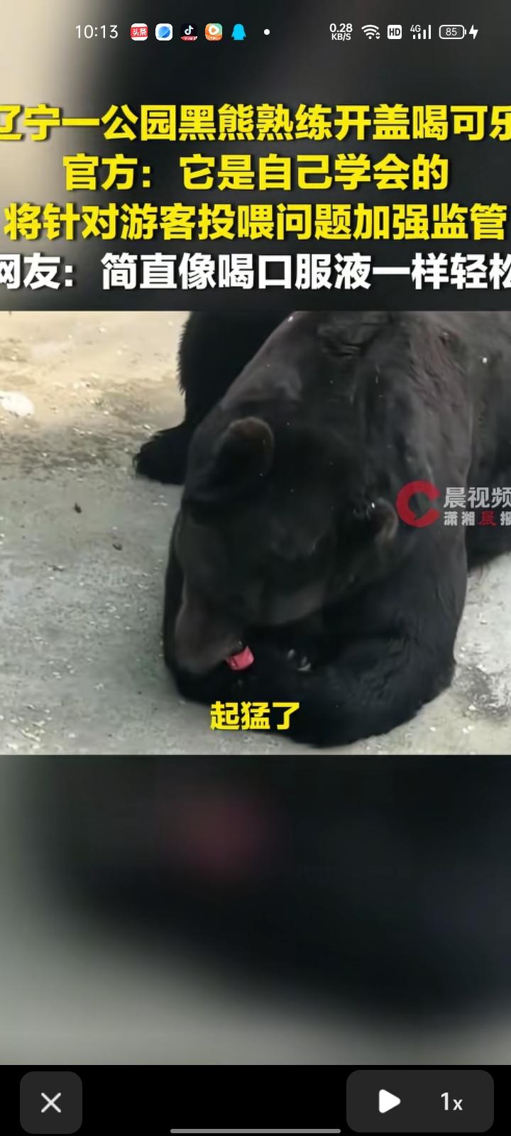 5月12日，辽宁丹东。黑熊熟练开瓶盖喝可乐的视频引发网友热议，有网友调侃像喝口服