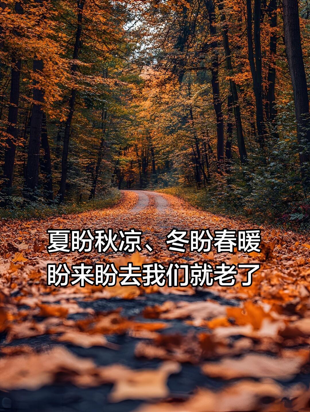 秋日秘境 油画般的秋天 层林尽染秋意浓 秋天的风景 落叶杉红了