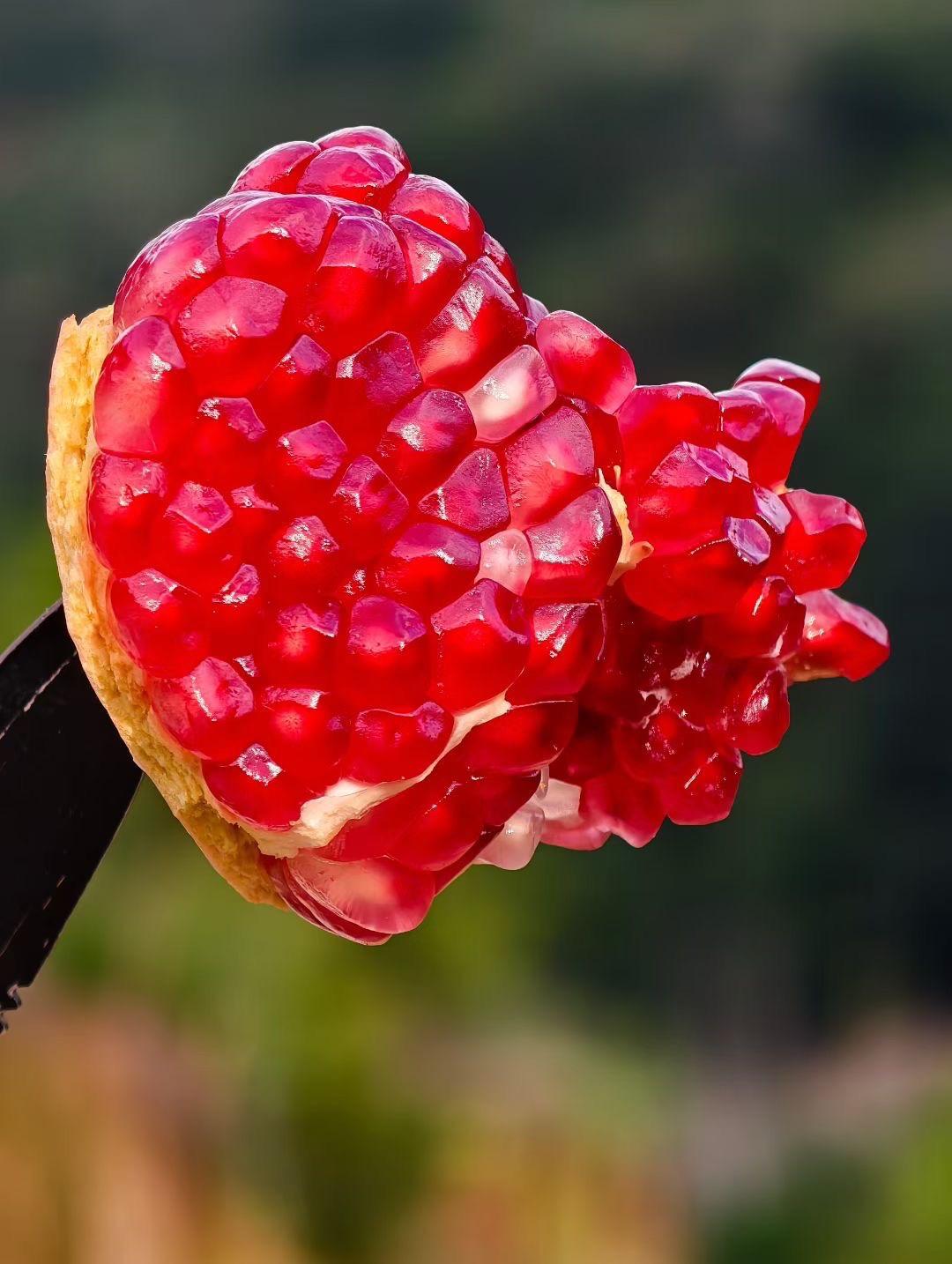 在去年秋季，由于有大量突尼斯软籽石榴的次果，大概有几千斤，可是这也没办法吃啊，就