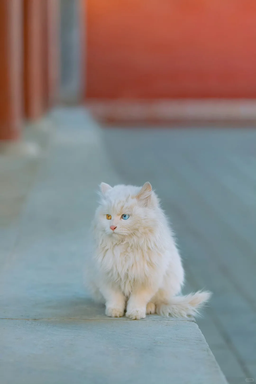 中国古建里的猫，越来越喜欢
