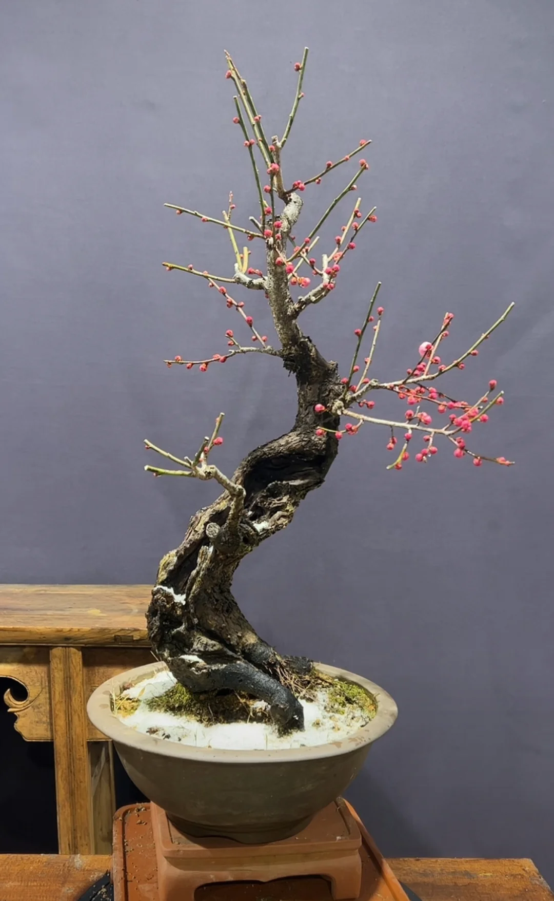 盆景分享/茶空间 梅花盆景 1350拿下