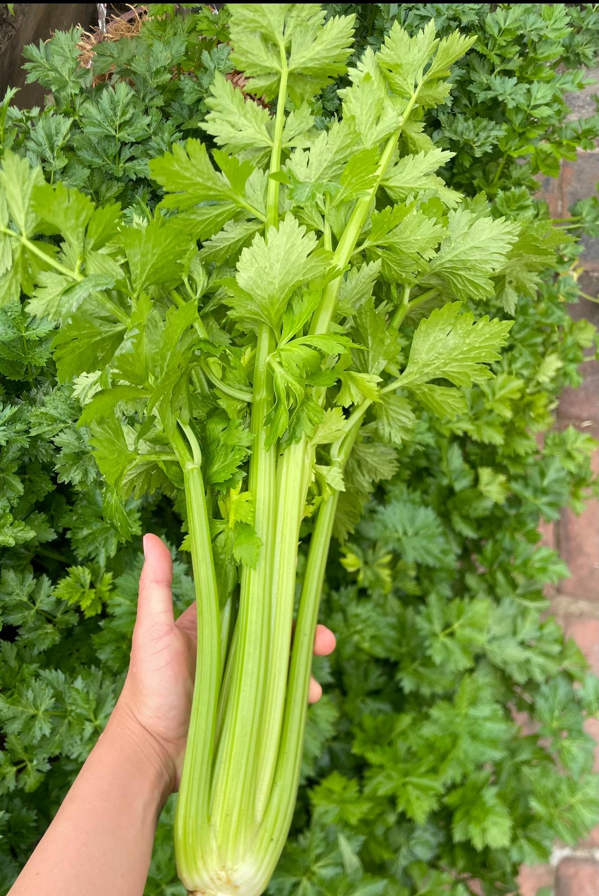 芹菜叶子到底能不能吃能吃呀，芹菜的嫩叶凉拌或者跟芹菜杆一起炒菜，再放点肉丝，口感