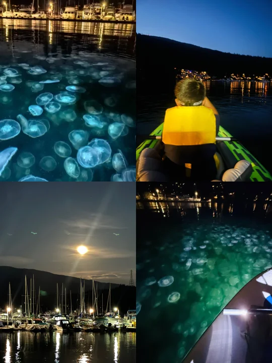 deep cove看到人生水母｜荧光般的星系