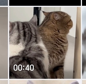we don't talk animals ​​​