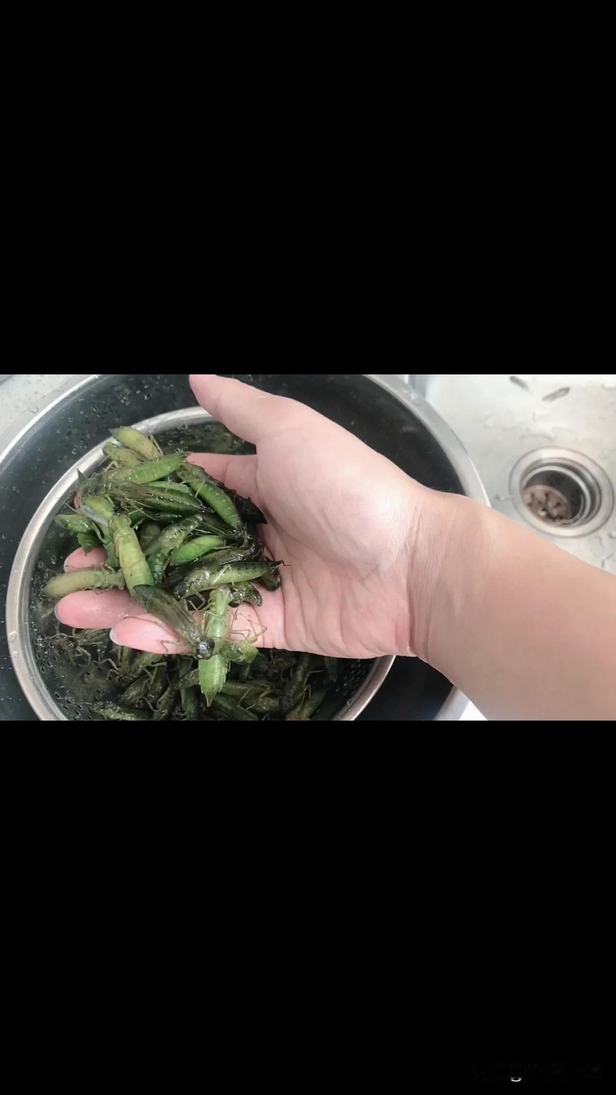这种绿色虫子有吃过的吗，很香、很好吃😋