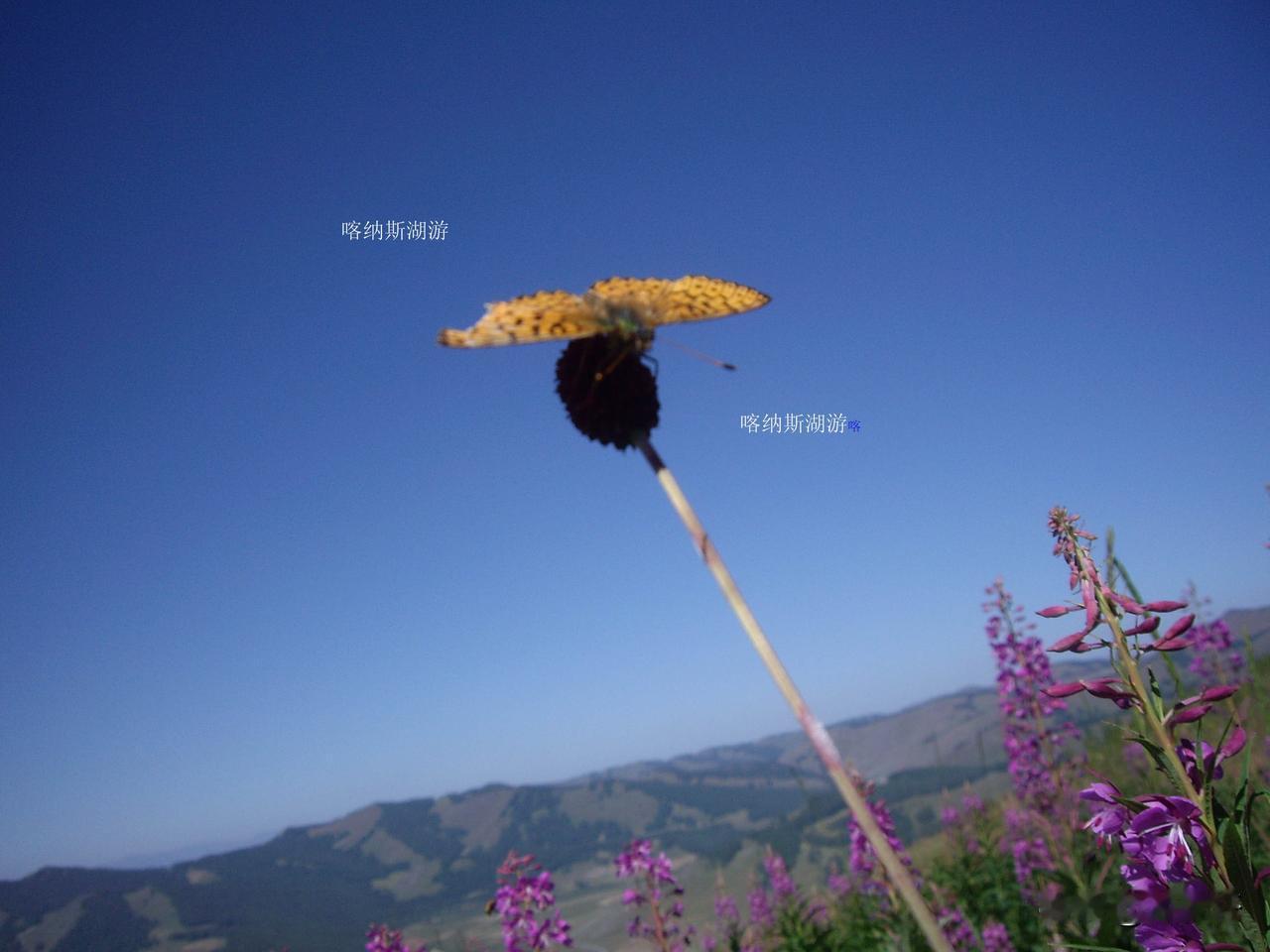 【红楼诗社辰龙】第五社·绿树阴浓夏日长
社主：芹梦
唐代诗人高骈从视觉、触觉、嗅