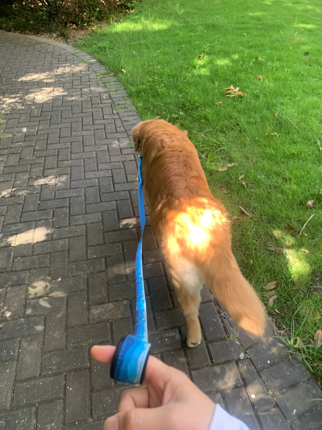 日常遛弯儿🐾🐶🌿🔆🔥🥵