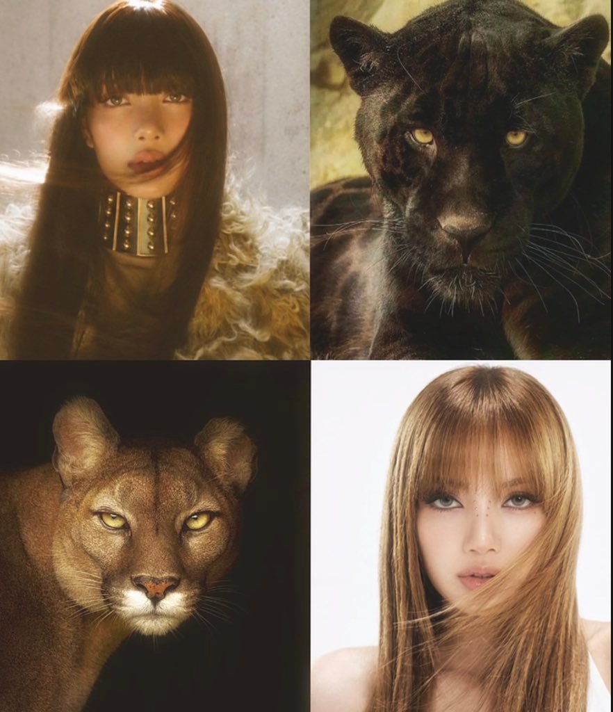 LISA  🐆✨✨🐆✨✨🐆 