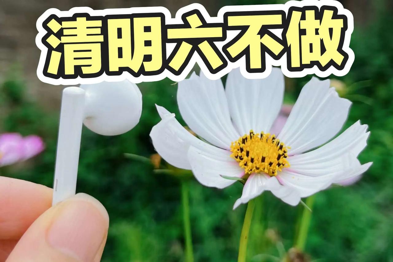 清明六不做。谁知道这是什么植物科普 你能叫出它的名字吗 清明