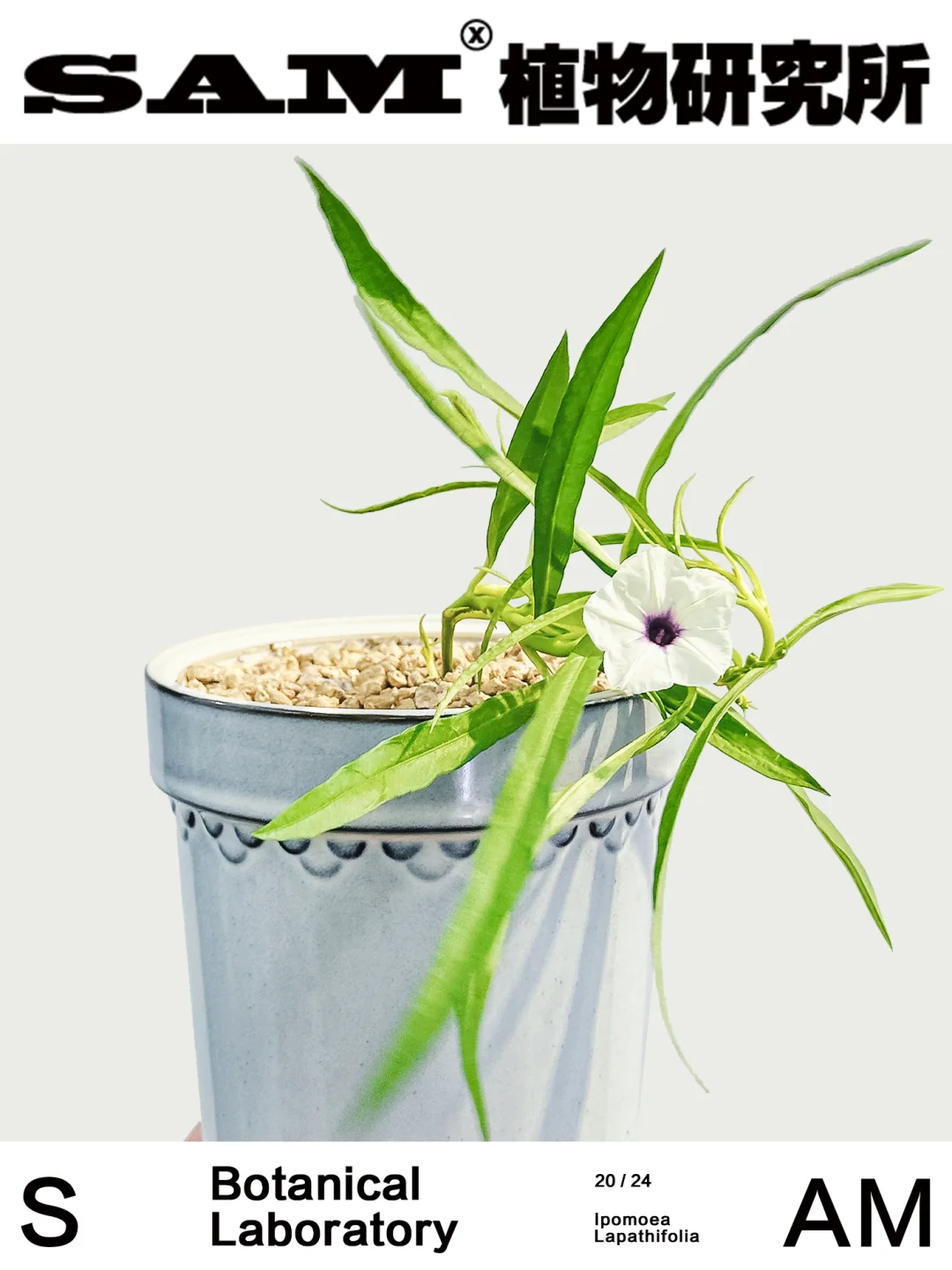 赞比亚块根牵牛｜Ipomoea Lapathifolia