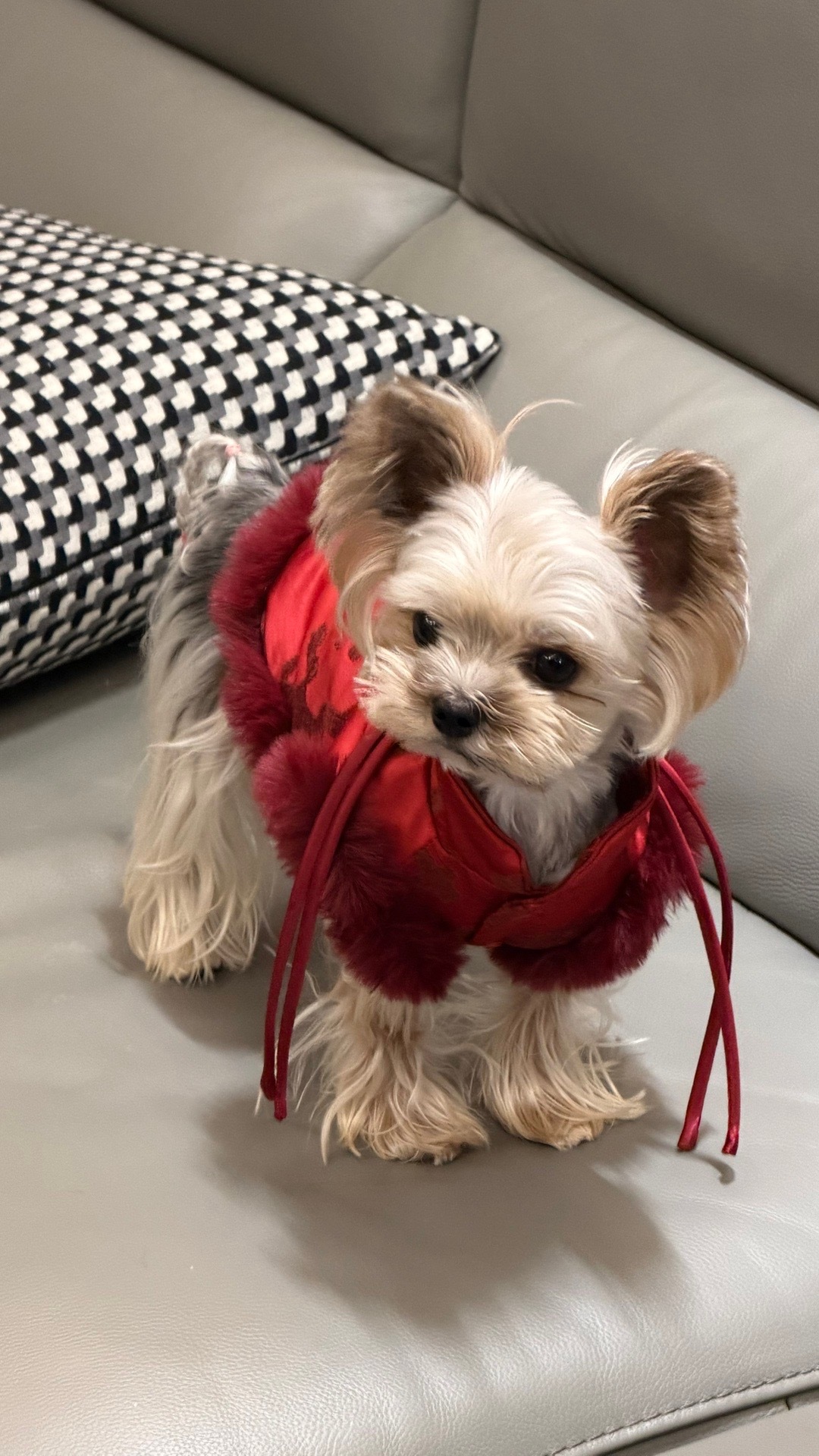 红色不适合黄黑皮