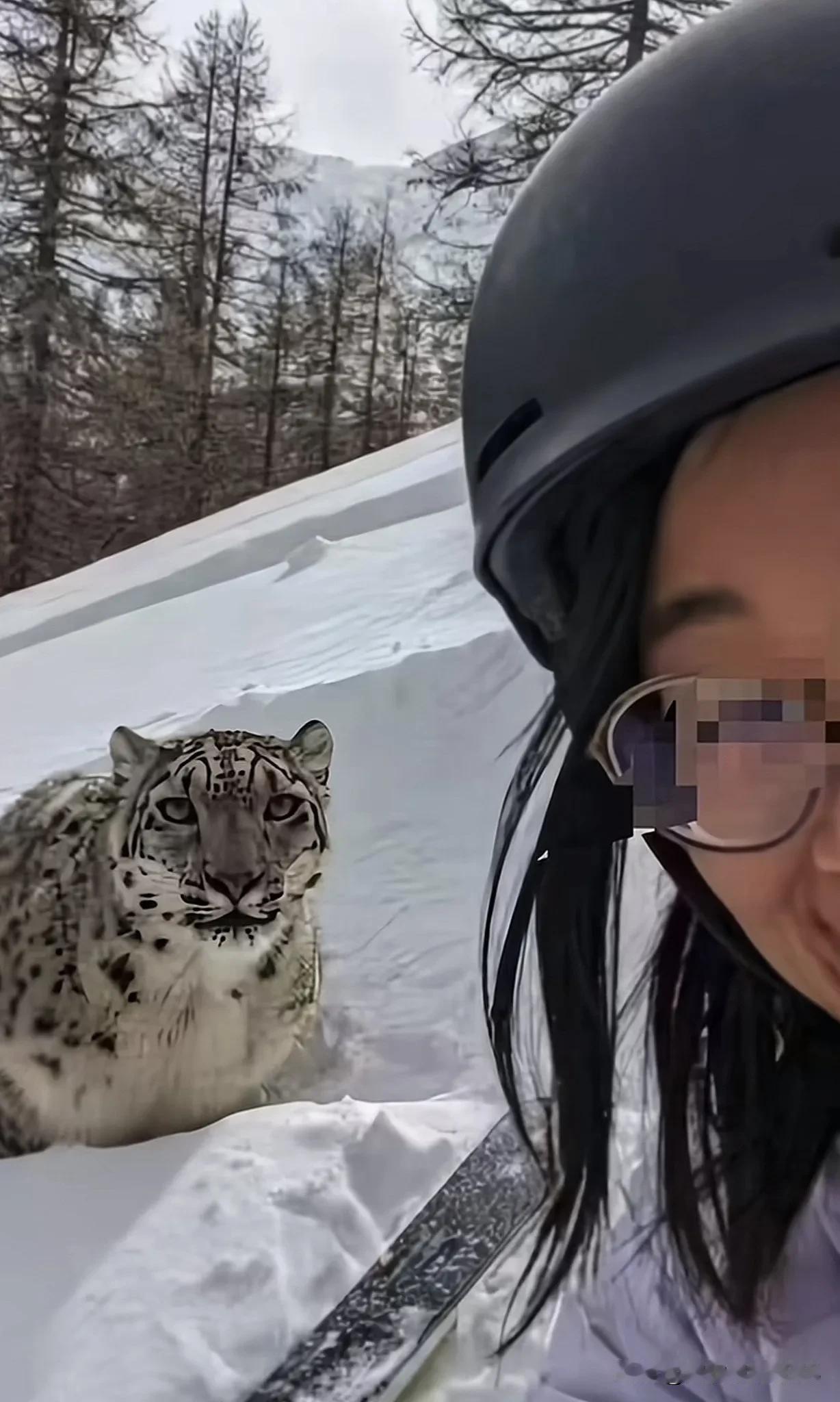 全网和野生雪豹合影第一人，为了流量和朋友圈命都不要了。