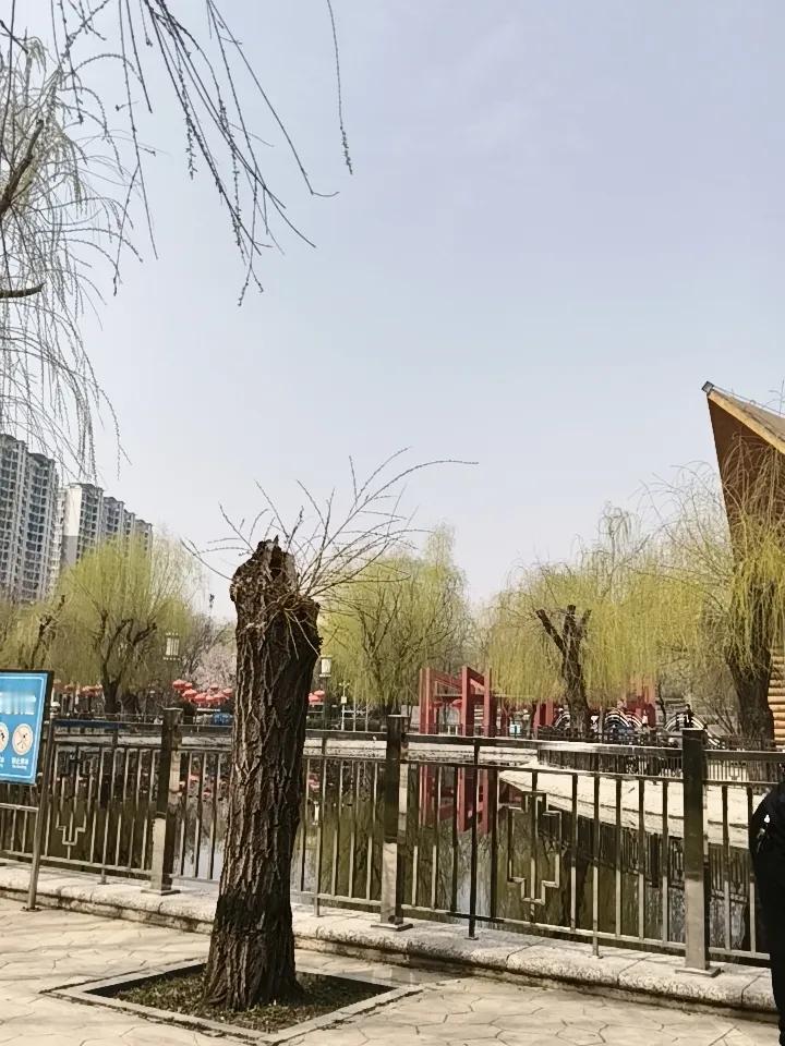 春天来了，这天真暖和，花来了，树也发芽了，人也开始越来越热闹了风吹万物春 初暖花