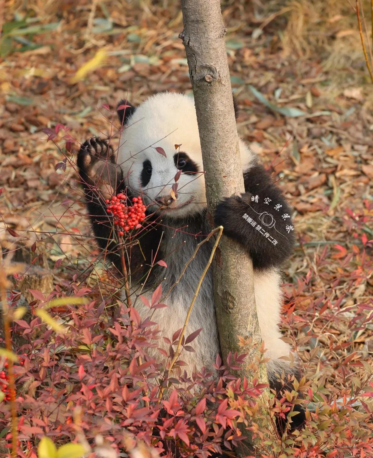 玩红果果的绣丽！[比心][比心][比心]
看来宝宝喜欢红色呀！[星星眼][星星眼