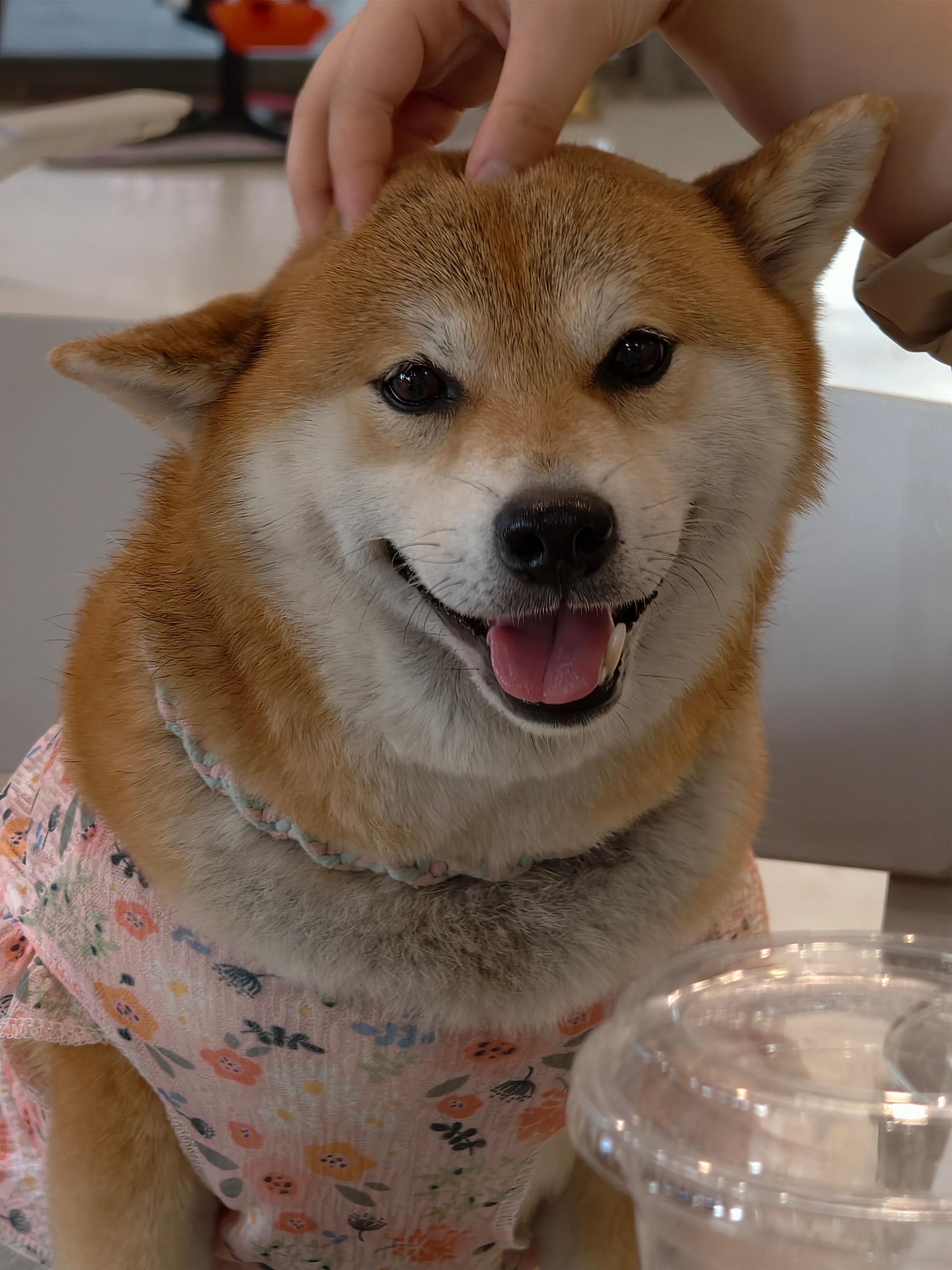 柴 好呆萌 