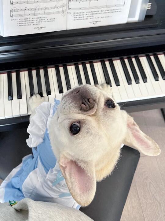 人，请尽情吩咐兜兜