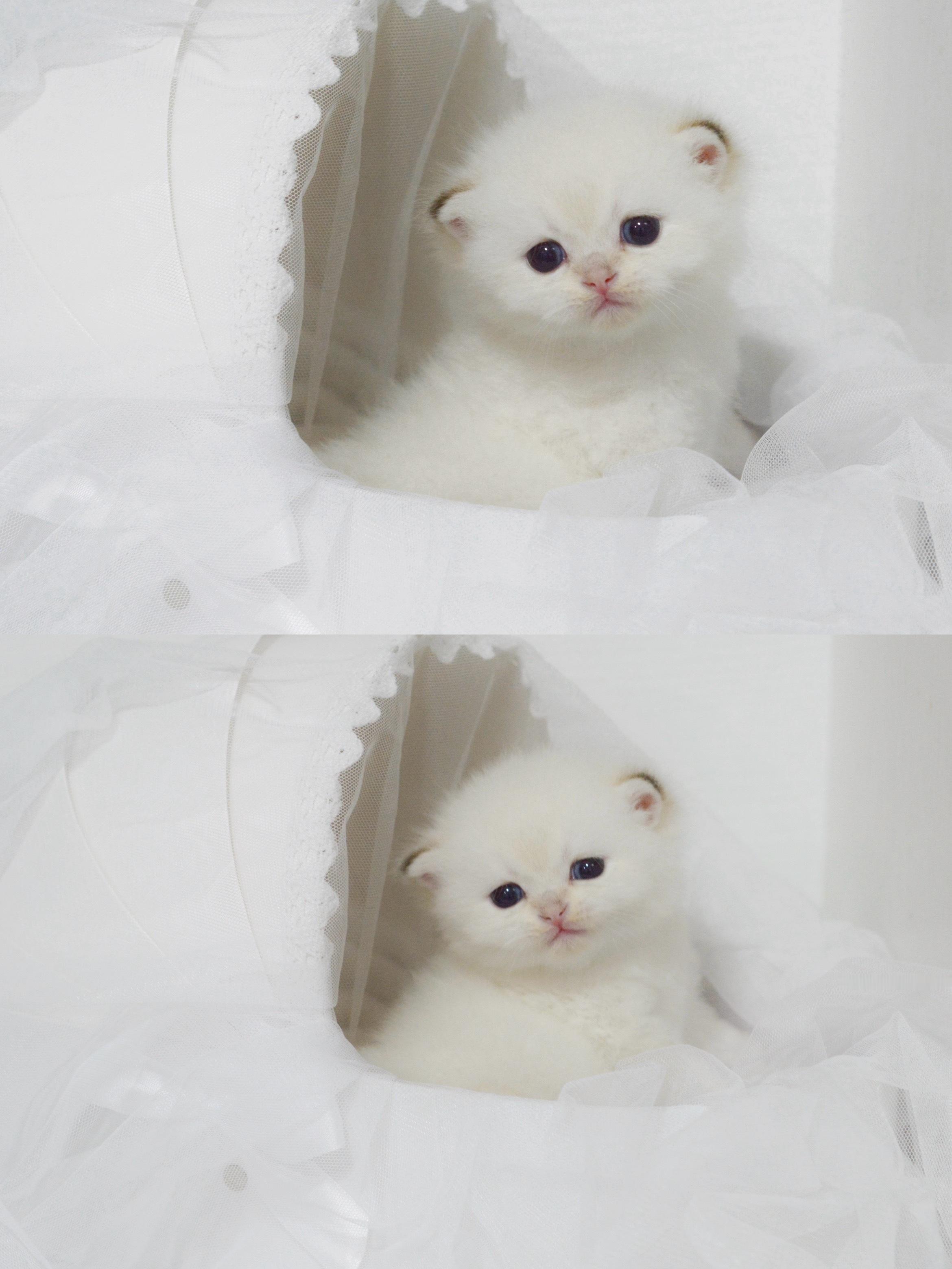 四蛋是小呆瓜#英短金点色##金点色##英国短毛猫# ​​​