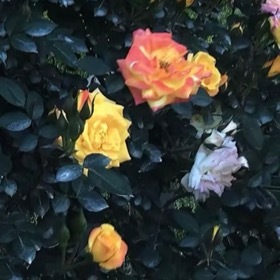 月季花1. 栽培方式：腐叶土+园土+珍珠岩+颗粒土，疏松透气排水强酸性土；根系旺